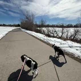 It's a fabulous day to celebrate National Walk Your Dog Day! Archie and Clara enjoyed the sunshine and exercise. Who else took advantage of this amazing weather and went for a walk?