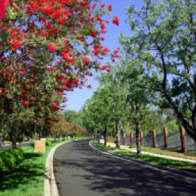 Pacific Palms Resort tree lined drive way,