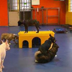 Bild von Urban Pooch Canine Life Center