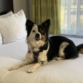 Pet Friendly Hotel