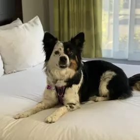 Pet Friendly Hotel