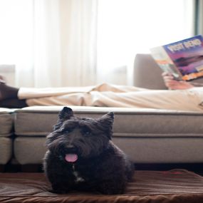 The Oxford Hotel Bend welcomes up to two pets per room during your stay at our pet-friendly Bend hotel. Contact us today to book a pet package so that Fido can join you on your trip to Bend.