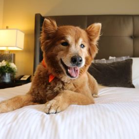 The Oxford Hotel Bend welcomes up to two pets per room during your stay at our pet-friendly Bend hotel. Contact us today to book a pet package so that Fido can join you on your trip to Bend.