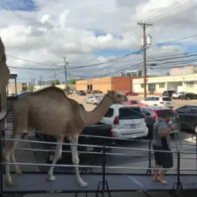 Humperdink the Camel was off to a photo shoot in Dallas and needed a ramp to get from his trailer to the photo shoot area. Amramp Dallas came to the rescue. Humperdink struggles with stairs, so they installed a wheelchair ramp that led Humperdink from his trailer to the photo shoot.