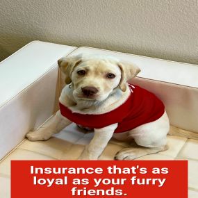 Eduardo Mendoza - State Farm Insurance Agent
Call us today for a free pet insurance quote!