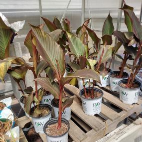 patio plants