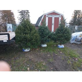 christmas trees