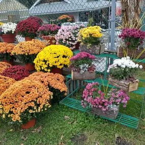 potted flowers