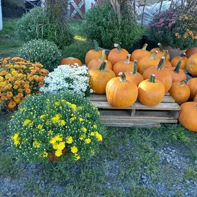 seasonal pumpkins