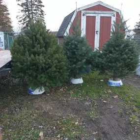 christmas trees