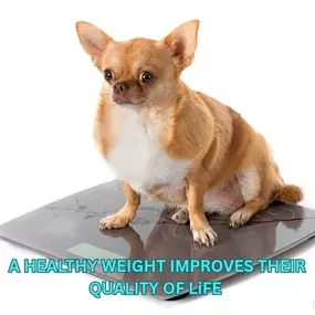 Bild von Stones River Veterinary Hospital