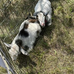 Another year at Picnic in the Park! Wish I could have taken the baby goat home.