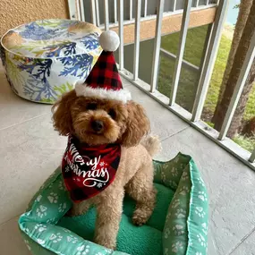 Happy Holidays from Pablo!