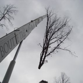 Boutte Tree, Inc - Tree Trimming in Atlanta, GA