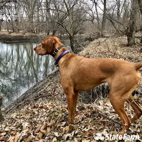 What’s covered with State Farm pet insurance? ????
Diagnostic tests, surgeries, hospital stays, or even holistic therapy—as long as it’s prescribed by a licensed vet for the treatment of a covered condition. Let's chat about how to protect your furry friends.