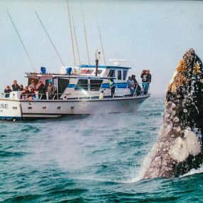 Bild von Tradewinds Charters - Whale Watching & Fishing – Oregon