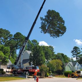 KD Rochester tree service