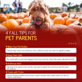 Fall is here, and it's time for pumpkin spice lattes and cozy sweaters... but also for keeping our furry friends safe! ???????? Check out these 4 tips to keep your pets safe this season. And don't forget—pet insurance can help you cover unexpected vet bills!