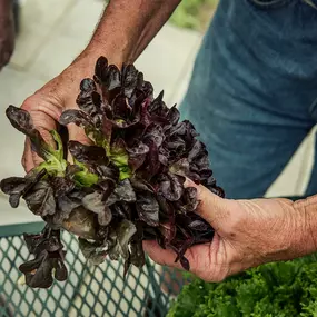 Local farmers, local food