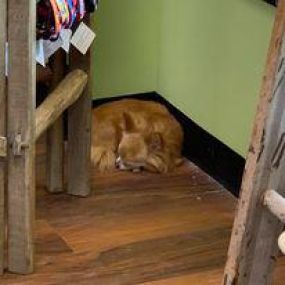 Yarn and Bone Pet Supply is a locally owned family operated business in Dover - DE. We are a one-stop pet store offering a personalized customer experience to every visitor that walks through our door.