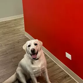 Neal Salah - State Farm Insurance Agent - Office Dog