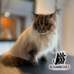 Bild von Bloomingtails Pet Grooming LLC