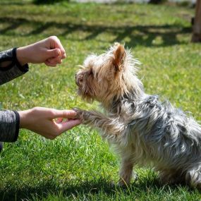 Gedragscoach Yasmin - Help mijn hond