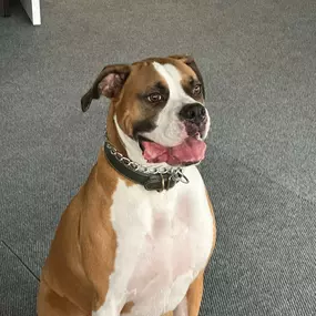 We love when Tyson visits our office!! Do you have pet insurance? Ask us about our Pet Insurance policy ????????