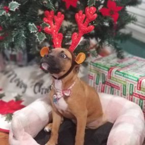 Terron Harris - State Farm Insurance Agent - Christmas Dog