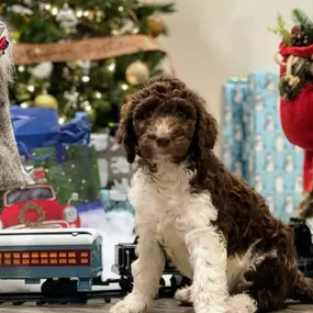 Terron Harris - State Farm Insurance Agent - Christmas Dog