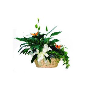 Butterfly Garden Basket - Our large green plant basket includes assorted green plants adorned with butterflies and arranged in a basket. *containers and plants varies by season. In the event we are sold out of this container, we will substitute one of equal or higher value.