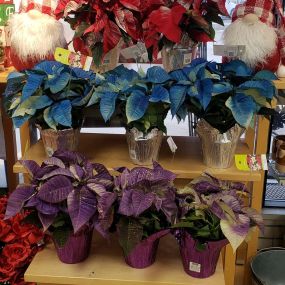 Our Poinsettias and Christmas Cactus are here!! Lots of colors and BEAUTIFUL!!