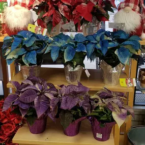 Our Poinsettias and Christmas Cactus are here!! Lots of colors and BEAUTIFUL!!