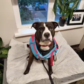 Our boating pro, Griffin, is here to teach us how to have a safe time out on the water! Most importantly, an SF life jacket is a must-have! Before hitting the water, you should also make sure your boat is properly covered! From sailboats and jet skis to kayaks and many more, we're here to help!