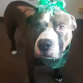 Happy St. Patrick's Day from Griffin and the rest of our team!