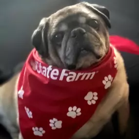 We love meeting our customers in the office, especially when they tell us about their four-legged family members at home. Here's Hemi, whose mom was a recently satisfied customer. The good boys are rocking their new State Farm swag after joining the family!