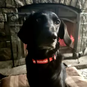 We love meeting our customers in the office, especially when they tell us about their four-legged family members at home. Here's Maverick, whose mom was a recently satisfied customer. The good boys are rocking their new State Farm swag after joining the family!