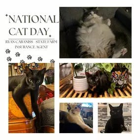 At State Farm, we've got your back, and your cat's too! ???? Happy National Cat Day from our purr-fect office crew. Whether it's snuggles or insurance, we’re here to help you feel safe and cozy. #NationalCatDay #PawsitivelyProtected