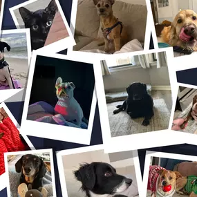 It’s National Pet Day, and we’re paws-itively thrilled to celebrate our favorite four-legged friends! Pets bring so much love, laughter, and comfort to our lives. Drop a photo of your pet below and let’s spread some cuteness today!