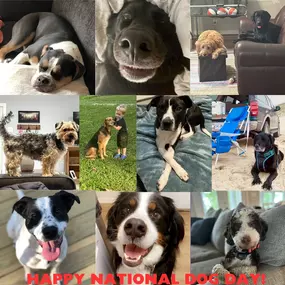 National Dog Day! Our team loves our dogs, and we wish YOUR waggy, slobbery, loyal best friend the best day ever!