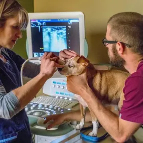 Bild von South Asheville Veterinary Emergency & Specialty