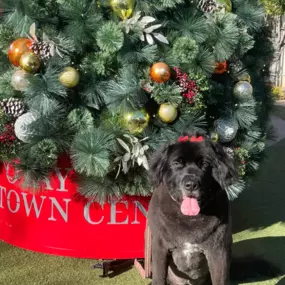 Someone is ready for our Christmas luncheon today! ????❤️????????. Our office will be closed from 11:30-05:00 today, to celebrate my employees and the Christmas season.  We will resume tomorrow at our normal business hours. Thank you for understanding.