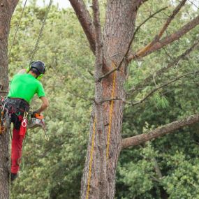 Get your trees pruned today!