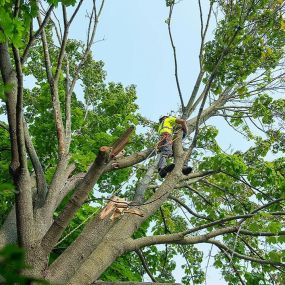 Get your trees pruned today!