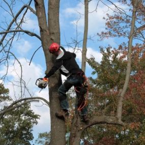 Get your trees pruned today!