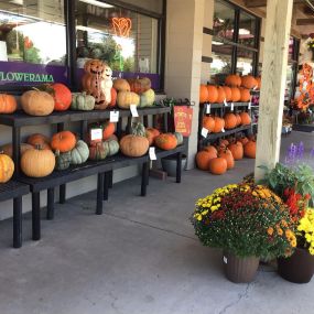 Lots going on today! Our pumpkin patch is open!  Need Homecoming flowers? We’ve got those too!
Call or stop in! 515-289-8304