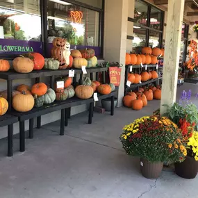 Lots going on today! Our pumpkin patch is open!  Need Homecoming flowers? We’ve got those too!
Call or stop in! 515-289-8304