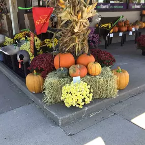 Lots going on today! Our pumpkin patch is open!  Need Homecoming flowers? We’ve got those too!
Call or stop in! 515-289-8304