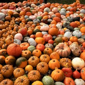 Bild von Pearson's Pumpkin Place