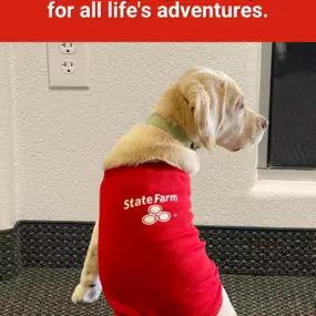 Tail-wagging coverage for all life's adventures - Call for a FREE quote!